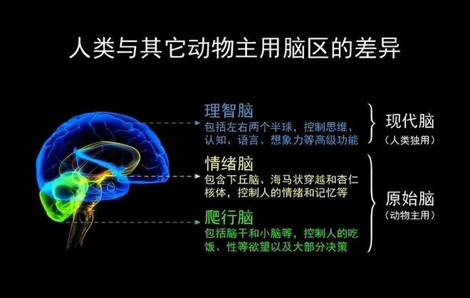 三层大脑.jpg