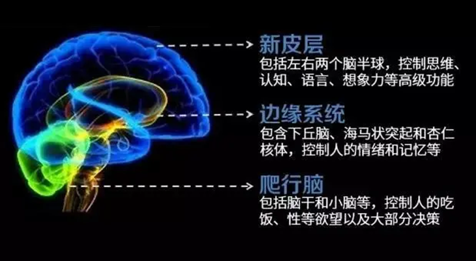 脑三体.png